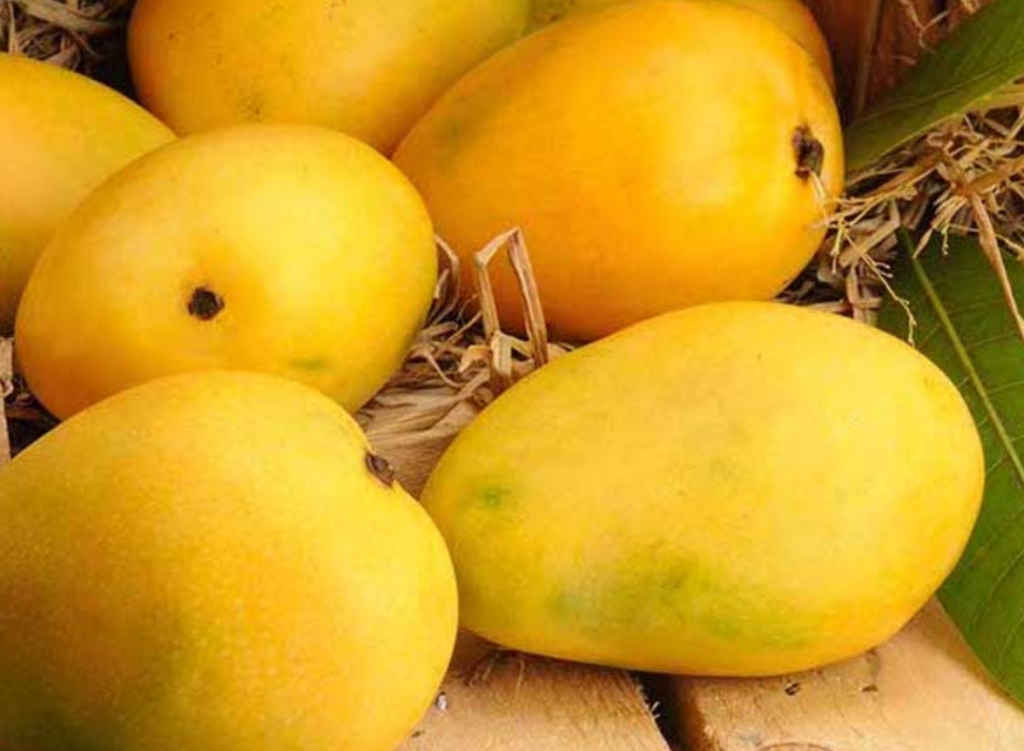 Mango Banganpalli/Safeda 500 gms - Khhet